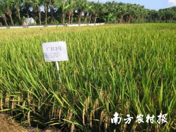 耐鹽（堿）水稻品種廣紅3號(hào)，優(yōu)質(zhì)高產(chǎn)，綜合性狀優(yōu)良，值得推廣。
