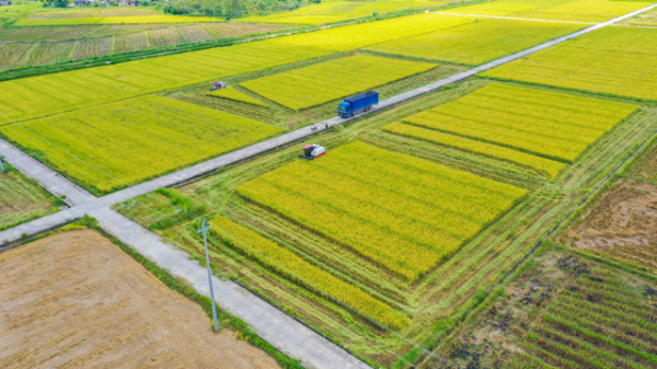 絲苗米。研討會上，廣東省種植業(yè)標(biāo)準(zhǔn)化技術(shù)委員會楊慧就絲苗米全產(chǎn)業(yè)鏈標(biāo)準(zhǔn)化綜合體項目作了介紹