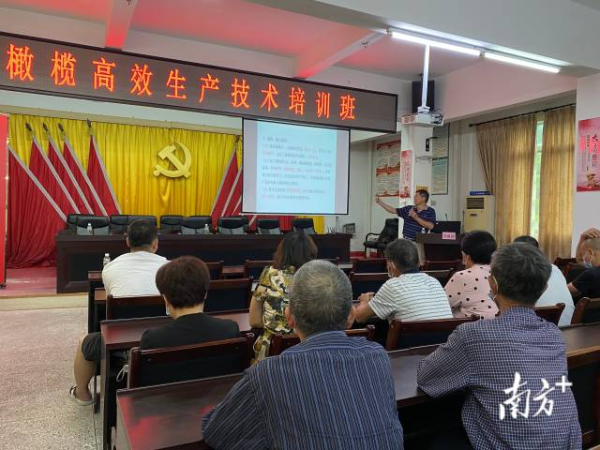 “橄欖高效生產(chǎn)技術(shù)培訓班”在文祠鎮(zhèn)舉辦。