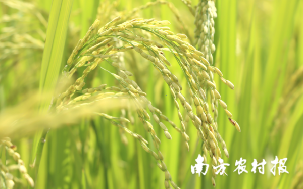 南方農(nóng)村報(bào)  拍攝