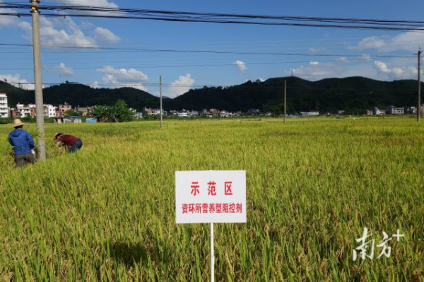 土壤調(diào)理劑應(yīng)用技術(shù)使重金屬污染農(nóng)田重新種上了莊稼，實(shí)現(xiàn)安全利用。
