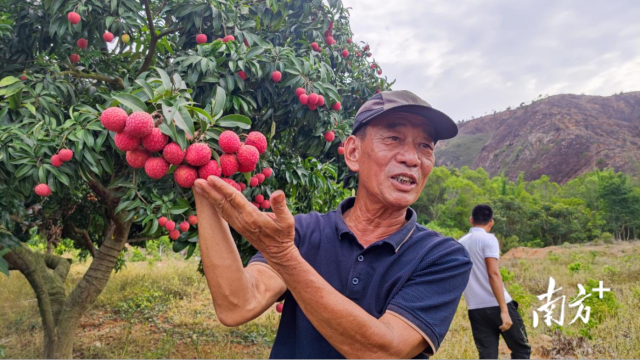 崔保國向與會人員介紹今年產(chǎn)的荔枝。