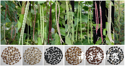 團隊收集的各式豇豆種質(zhì)資源 