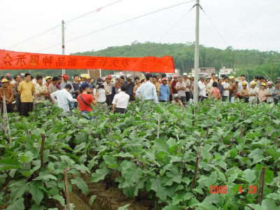 蔬菜所茄果類育種團(tuán)隊(duì)到地方推廣茄子新品種。