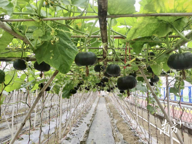 蔬菜所南瓜團隊培育的南瓜新品種，產量高，整齊一致，商品性好。