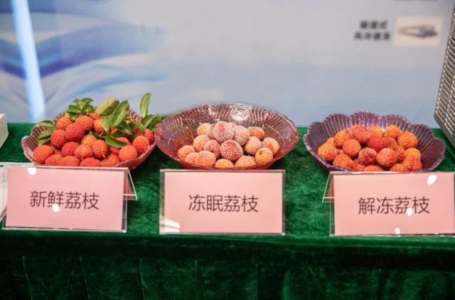 新鮮荔枝與凍眠荔枝、解凍荔枝外觀對(duì)比。